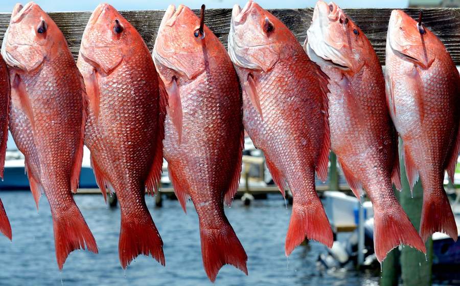 The Secrets to Catching More Red Snappers