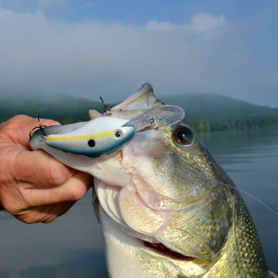 Bass Fishing For Beginners - Best Baits For Bass